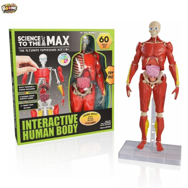 Be Amazing! Toys Interactive Human Body