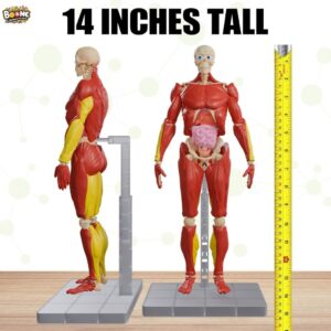 Be Amazing! Toys Interactive Human Body 1