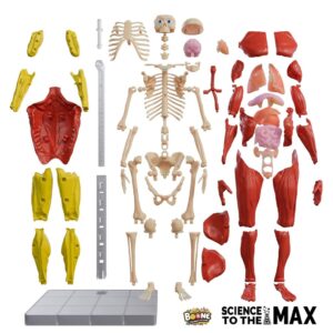 Be Amazing! Toys Interactive Human Body 2